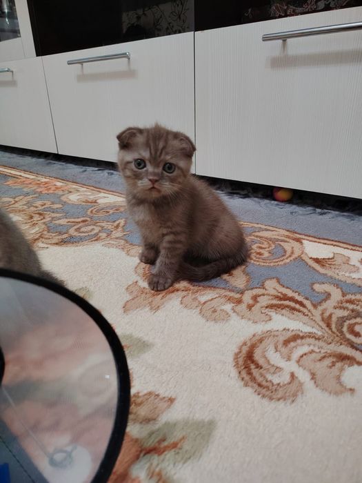Котята готовы к переезду