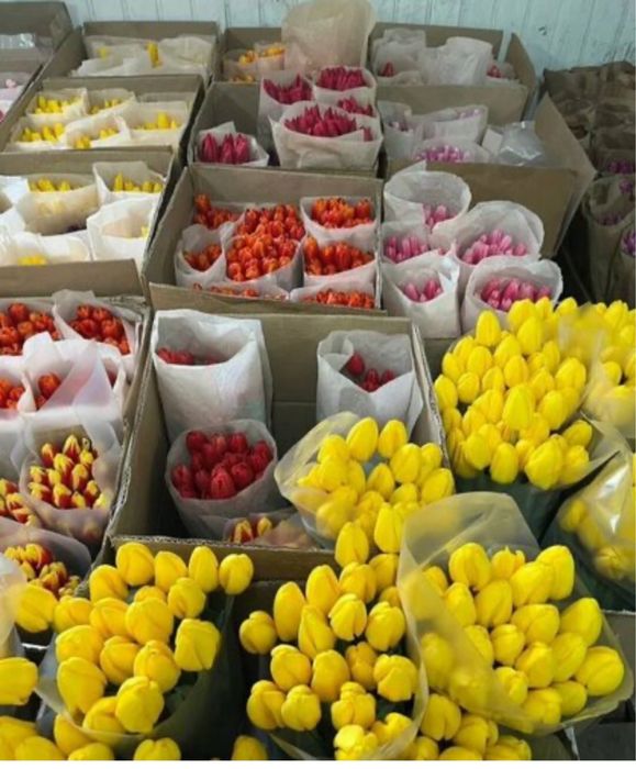 Свежые пюльпаны,вкусные цены, оптом и доставка