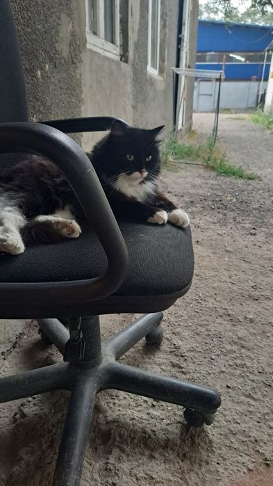 Отдам домашнию кошку в добрые руки.