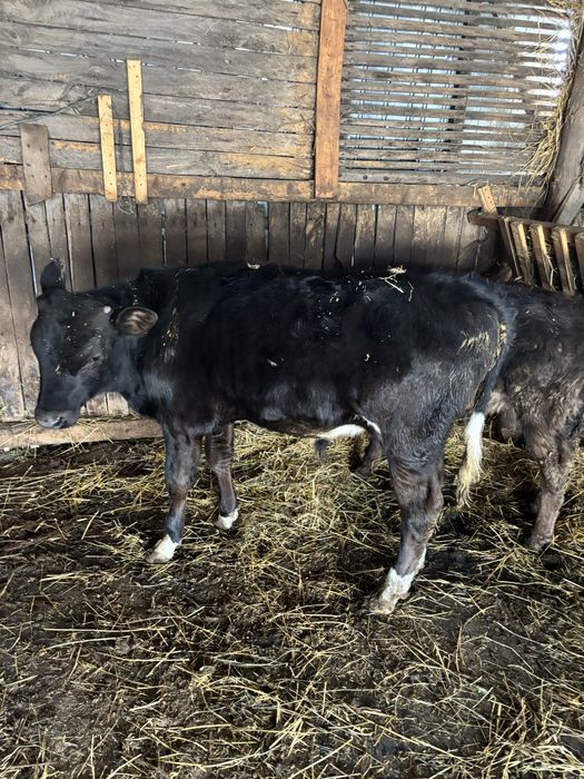 Vand vitei metiș Angus