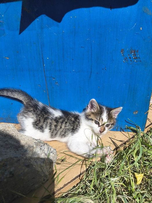 Подарявам котенца