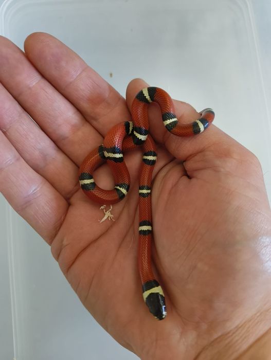 Млечна Змия / Lampropeltis triangulum