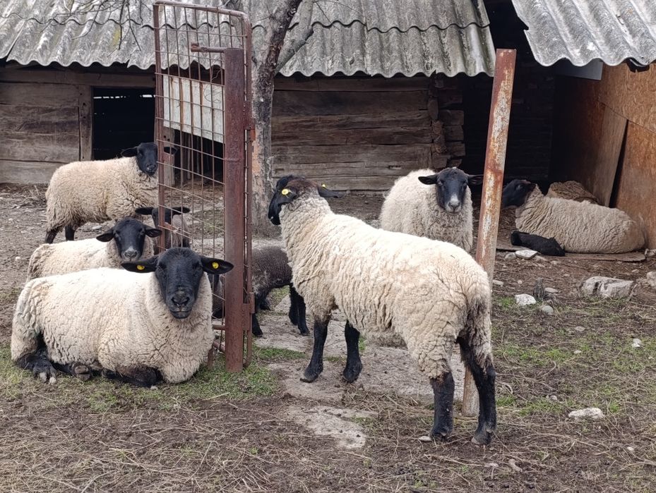 Oi suffolk de vanzare