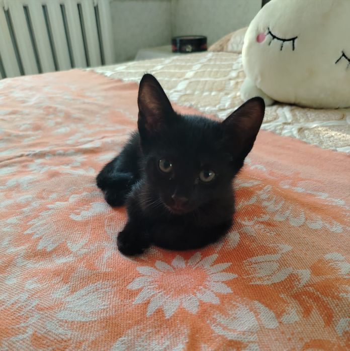 Отдам котята в добрые руки
