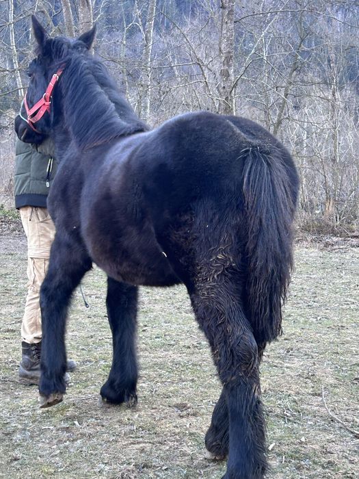 Manza neagra din parinti grei !