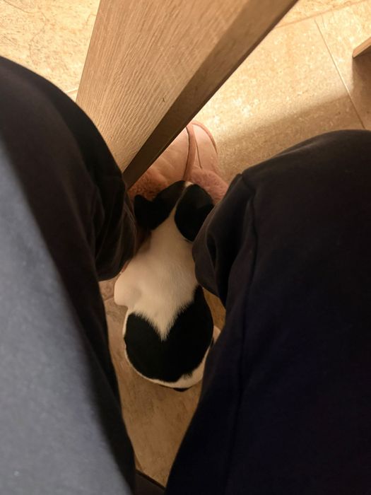 Buldog francez baietel preț 1500 lei
