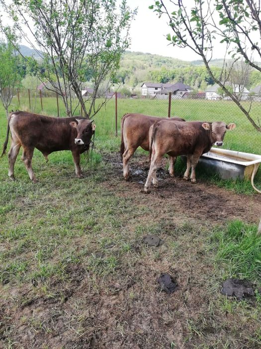 Vitei de vanzare