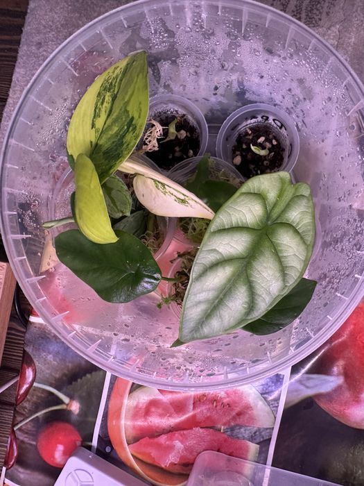 Микс из алоказий