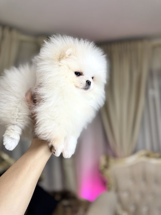 Femela pomeranian extra mics
