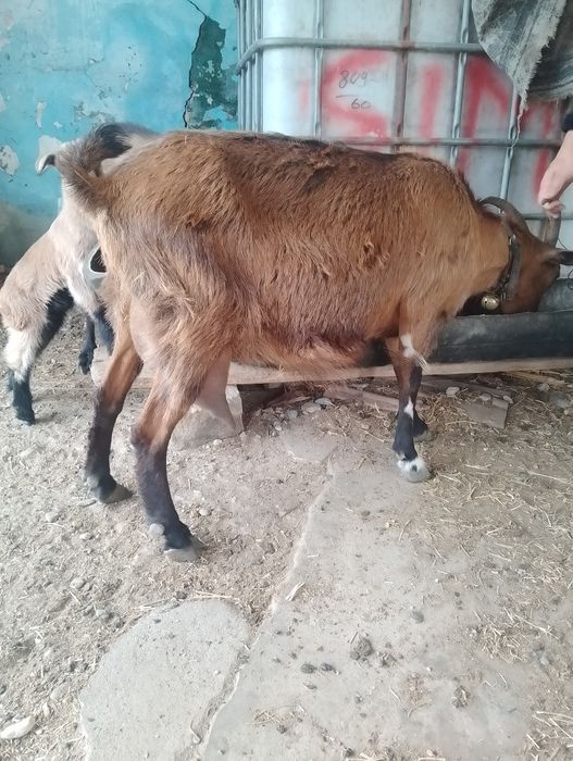 Vind capra alpina franceza a 3 fătare cu 2 ieduțe mari capra e de 4 litri la zi alte informații la