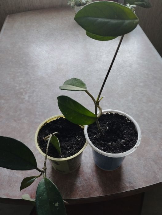 Продаю комнатные цветы 1500