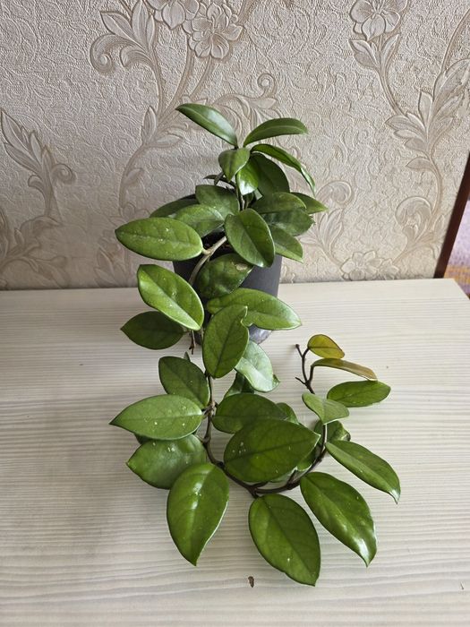 Хойя карниза, восковой плющь