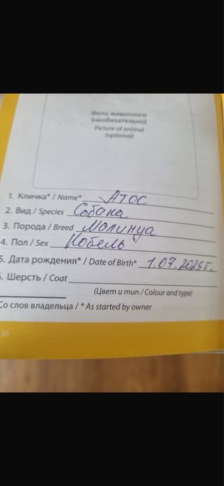 Продам Овчарка Малинуа