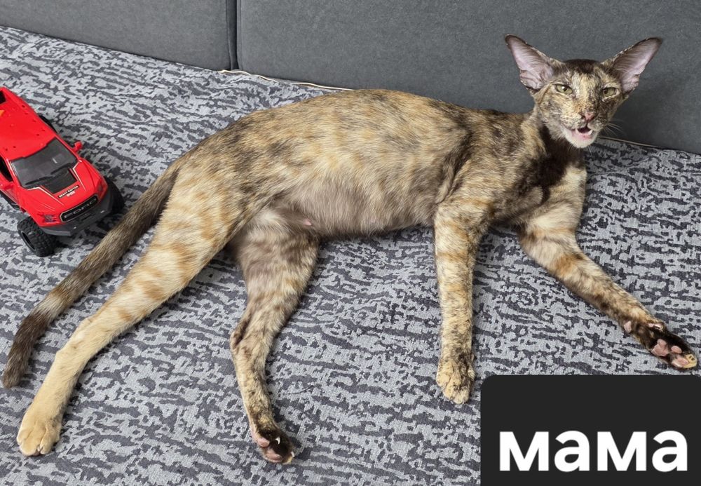 Продам котят,метисы