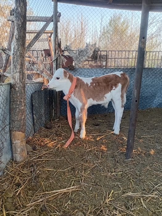 Бузау сатам еркек