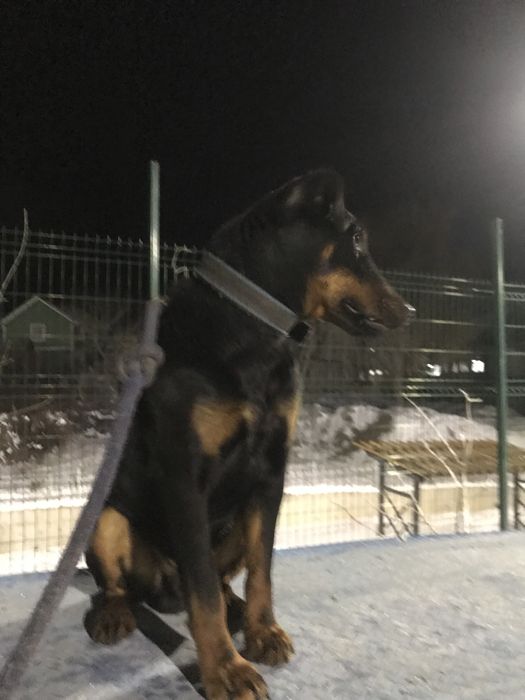 Продам ягдтерьер щенок