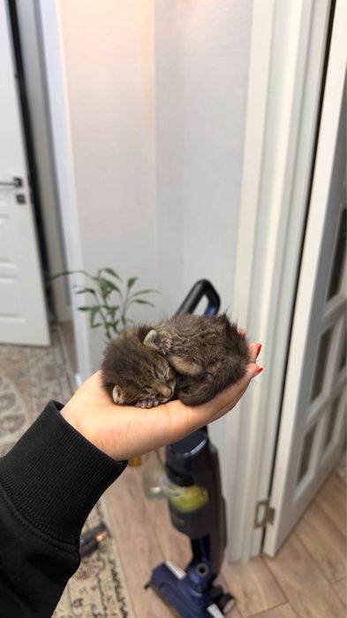 Отдам котенка в добрые руки!