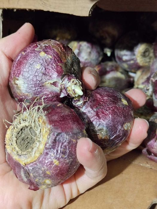 Bulbi de lalele, narcise si zambile - Lichidare de stoc! Pret engros!