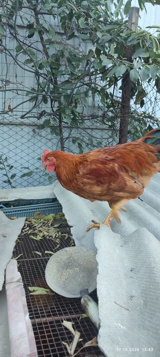 Продам петушков недорого
