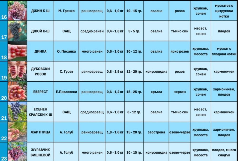 Резници от десертни сортове грозде безсеменни лозе лозарство
