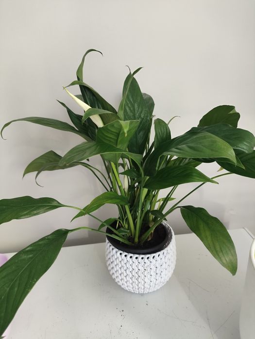 Продам комнатные цветы.