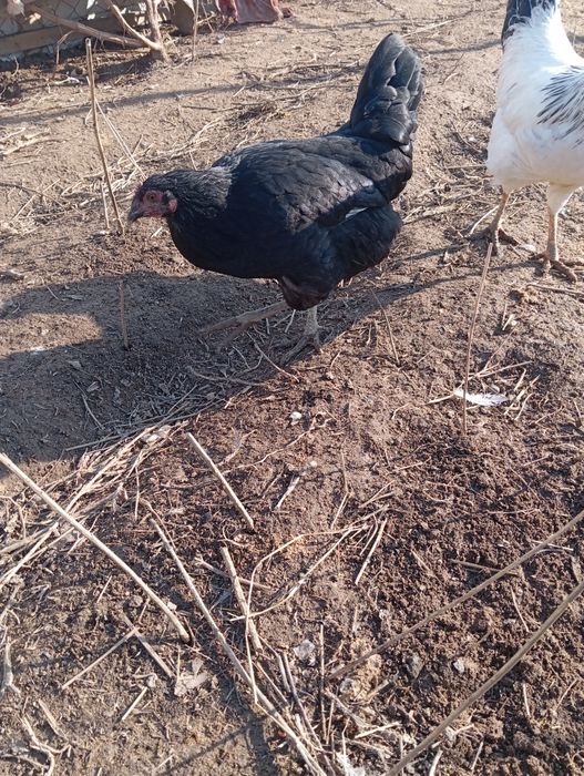 Джерский гигант тауык