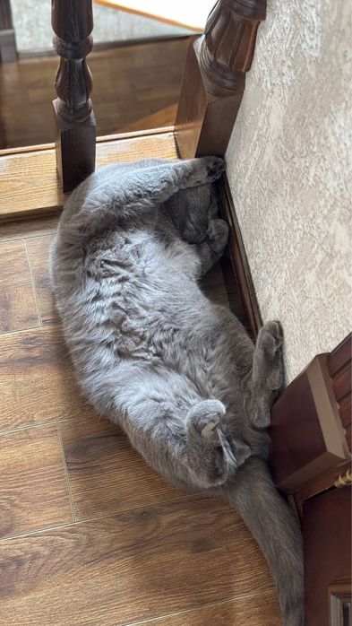 Sumka latok va idishlari bn birga beriladi