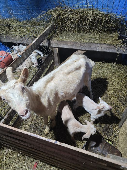 Capra de 4 litri de lapte