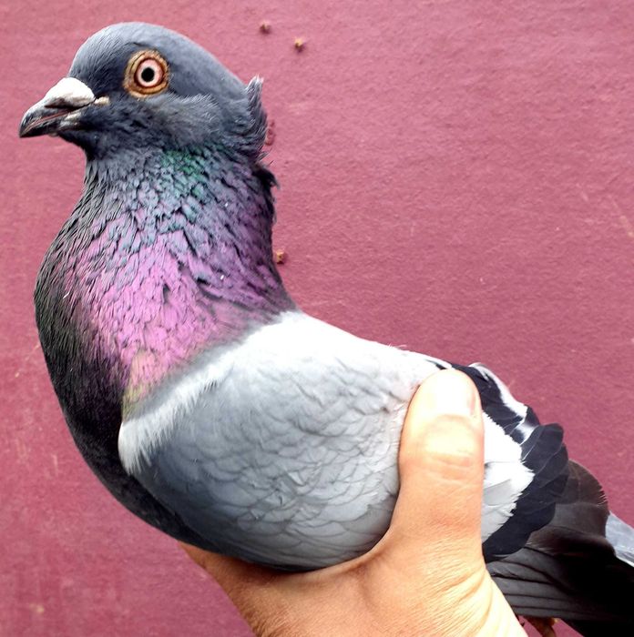 Sârbi, de Severin și galateni