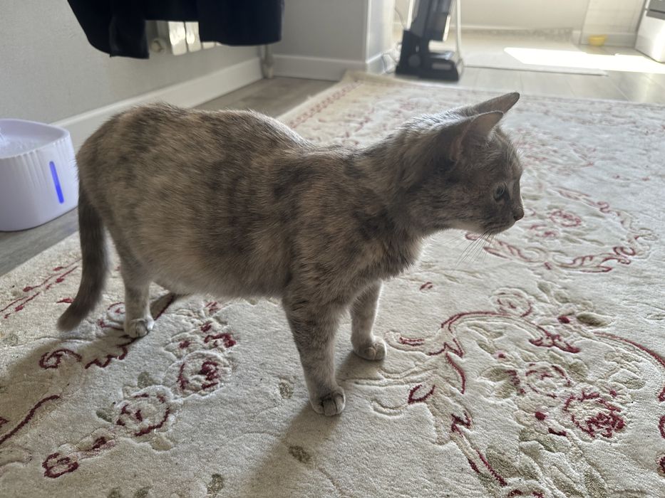 кошка беременная