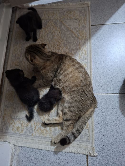 Котята 1 месяц 10 дней