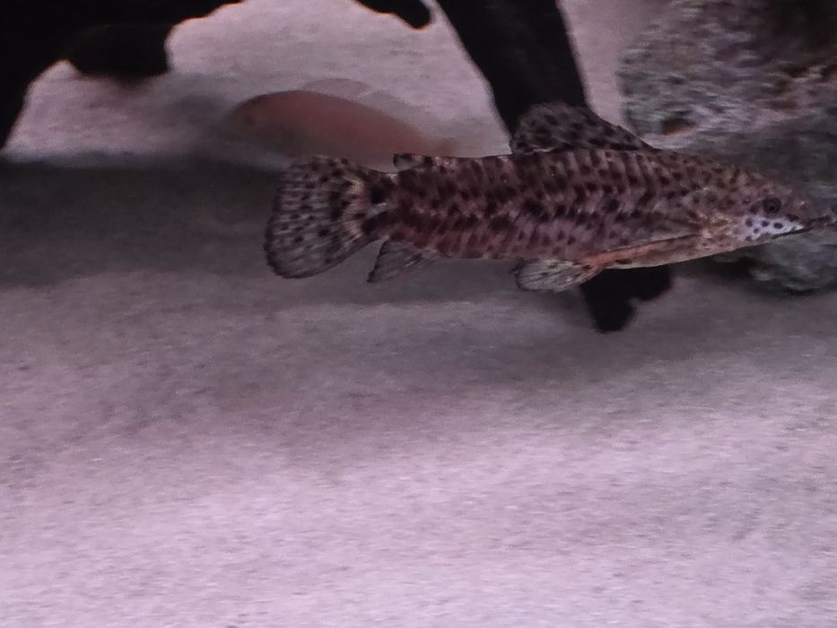 Сомики Таракатум 2шт.