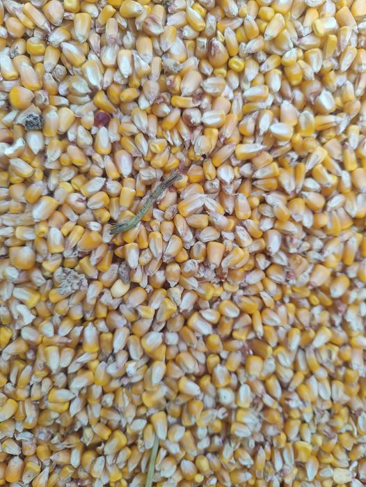 Vând porumb boabe recolta 2025