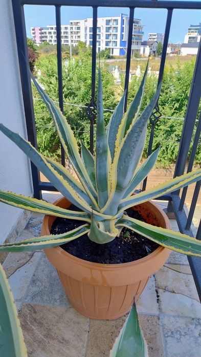 De vânzare agave, americane și albastre.