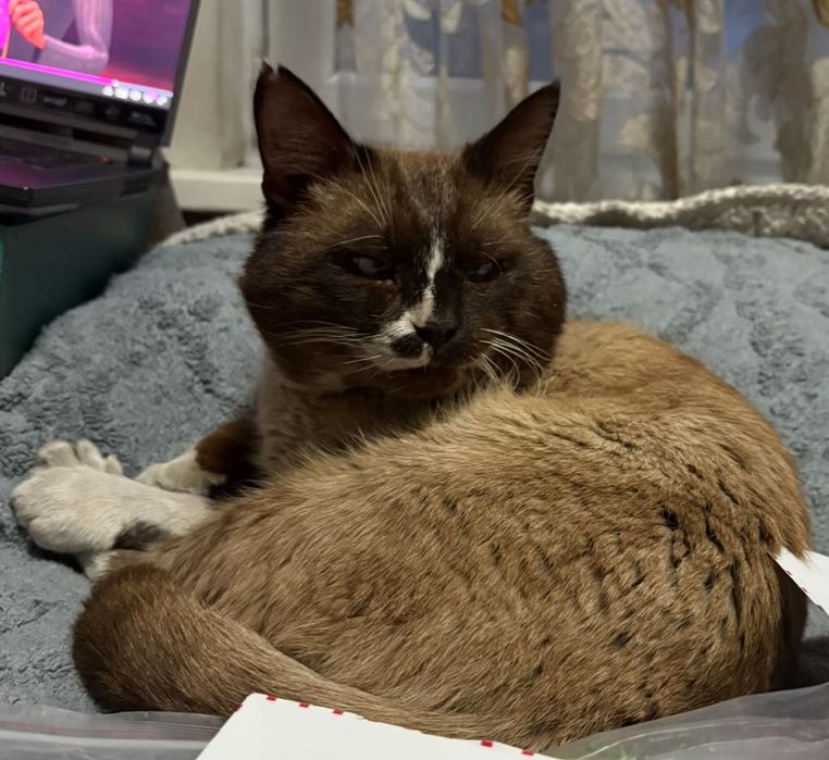 Пропал кот, очень ждем дома