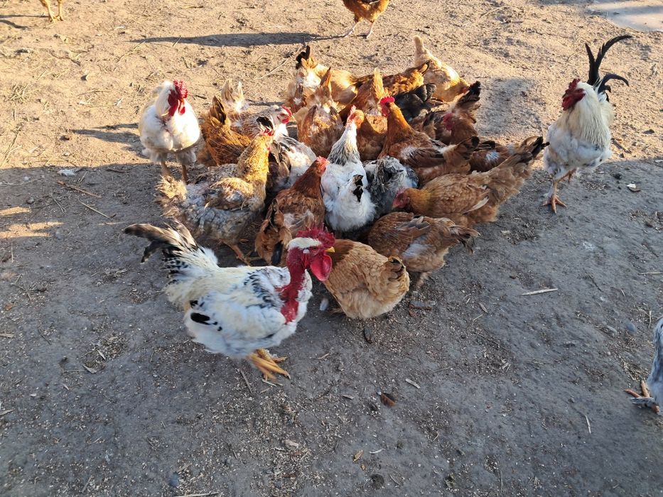 Vând gaini si cocosi de tara