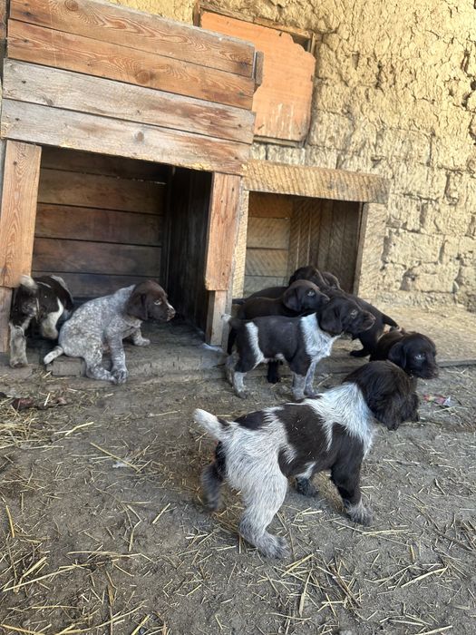 Продам щенков охоничьей породы.