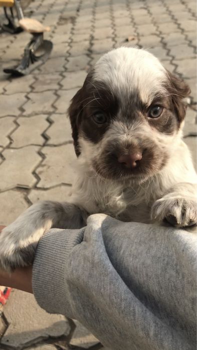 Продам щенки руски спаниель