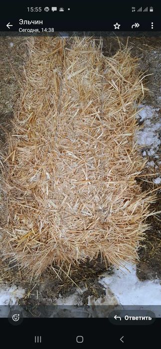 Салома пшеничная