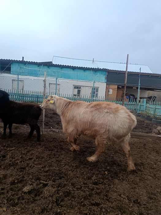 Қошқар сатылады 350 000