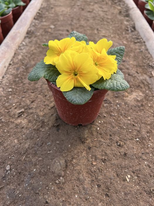 Примула primula mavsumiy gullar