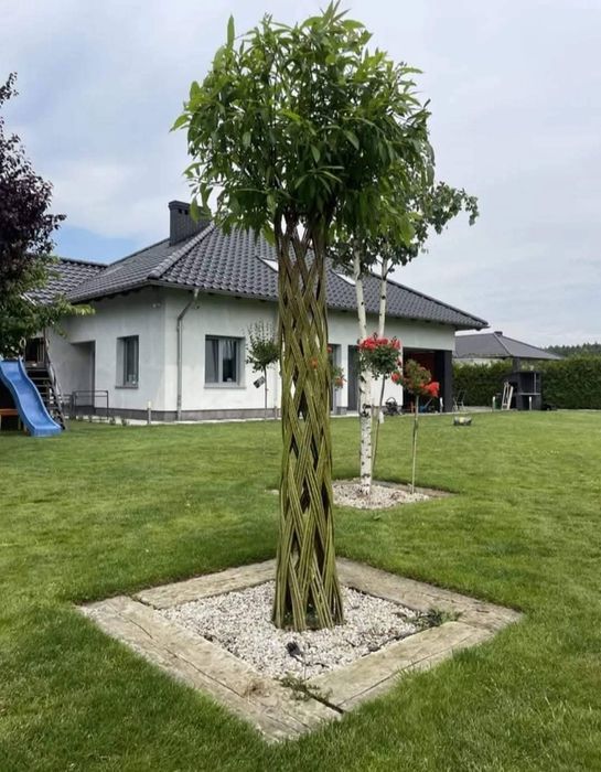 Salix America 180 cm de la ghiveci de in sus