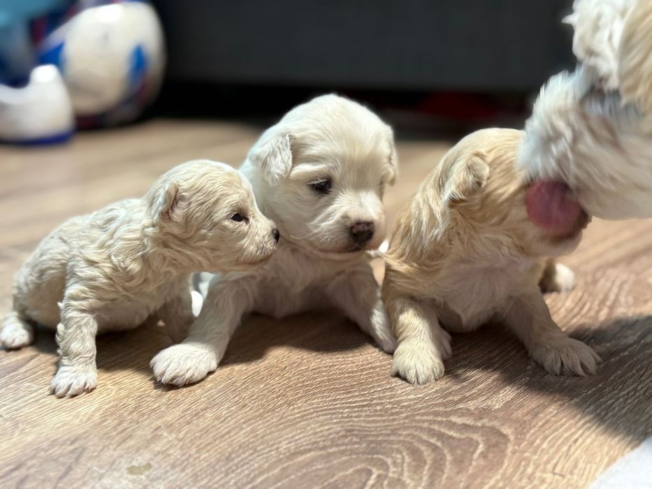 Cățeluși Bichon Maltez