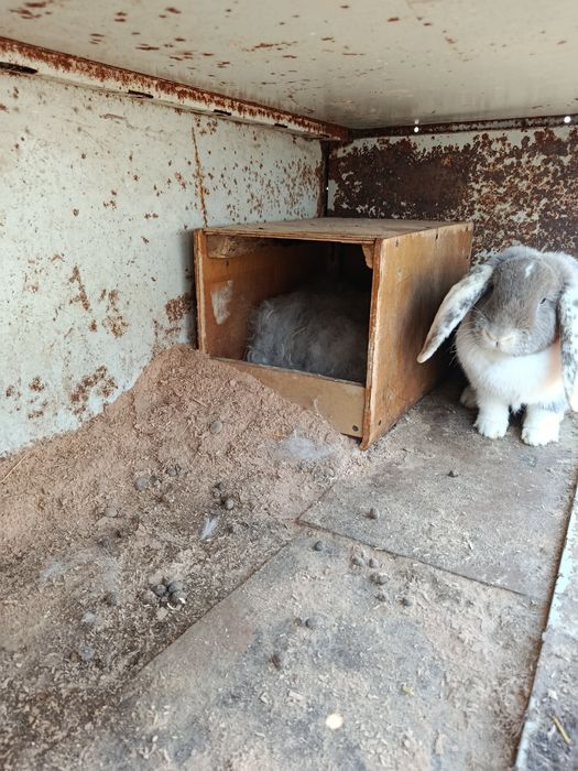 Крольчиха парода баран с детишками