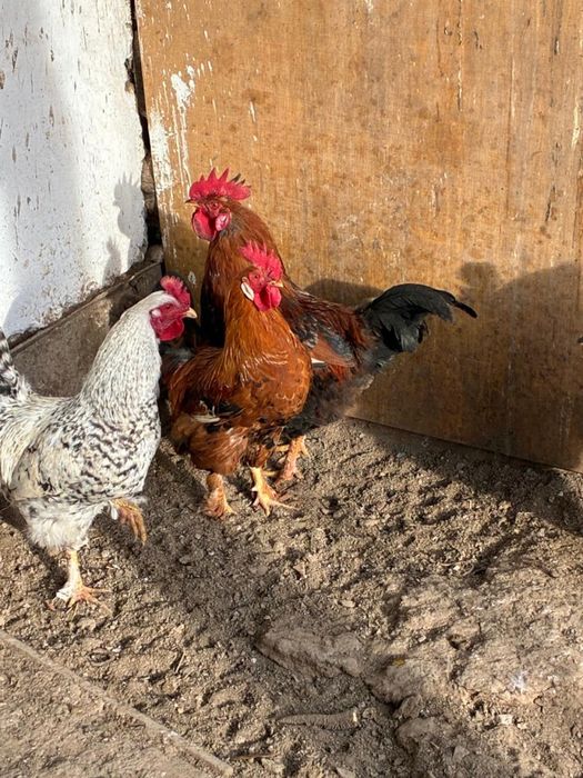 Продаются Петушки Кораздар