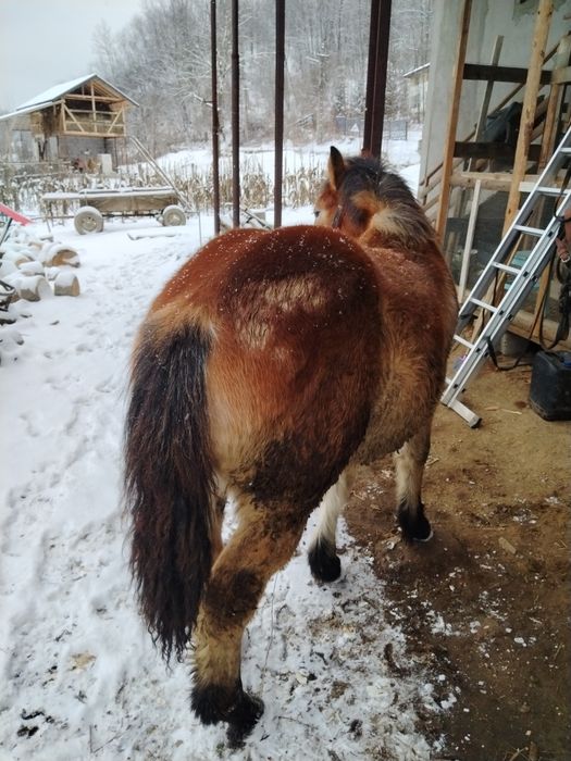 Mânz semigreu de 9 luni