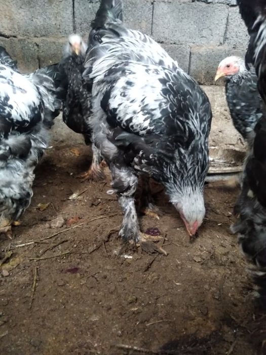 Брама сатылады қораздар 9штук