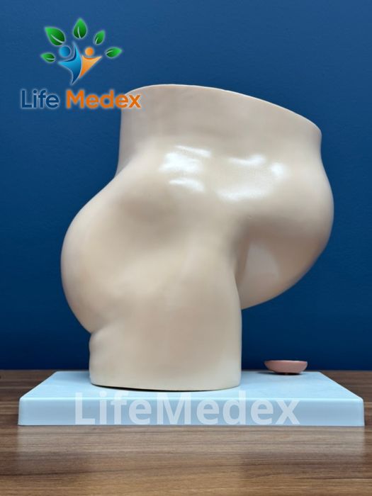 Анатомические Муляжи