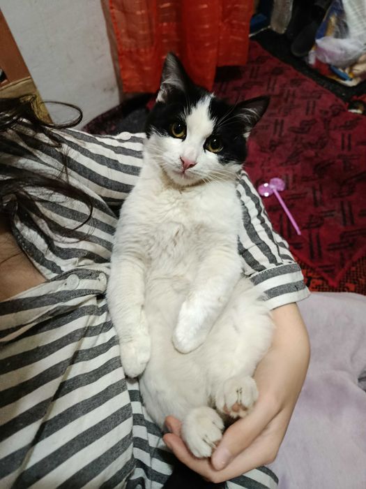 Отдам котиков добрым людям. Не для игры!!