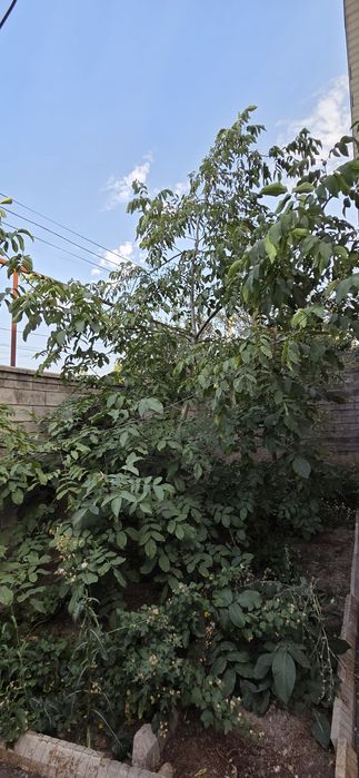 Орех грецкий плодоносящий